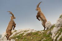 Kozorožec horský - Capra ibex - Alpine Ibex 