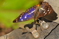 Batolec duhový - Apatura iris - Purple Emperor